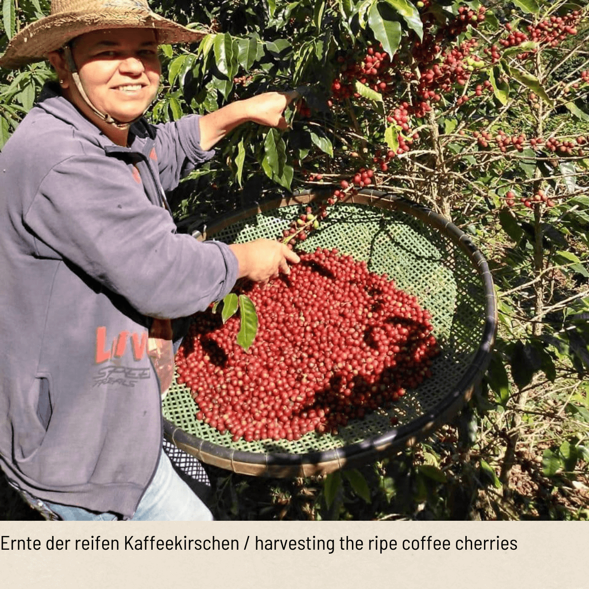 BRASILEÑA Organic Fair Trade Coffee Beans