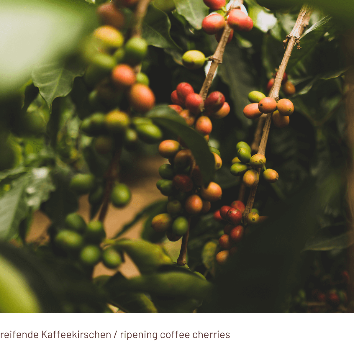 MAFIOSO Espresso E.S.E. Pads