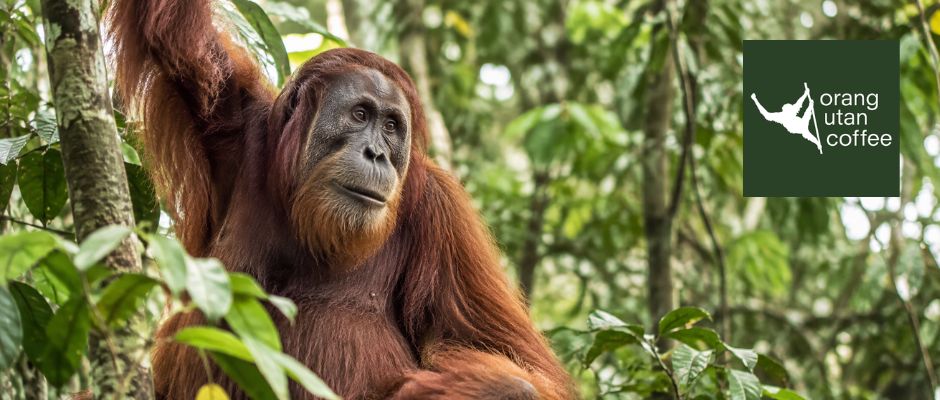 vorschaubild-orang-utan-coffee-940x400px
