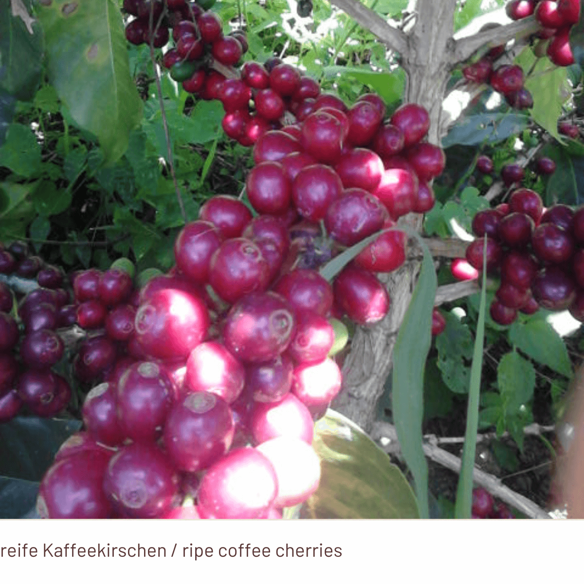 COLOMBIANO Lungo E.S.E. Pods