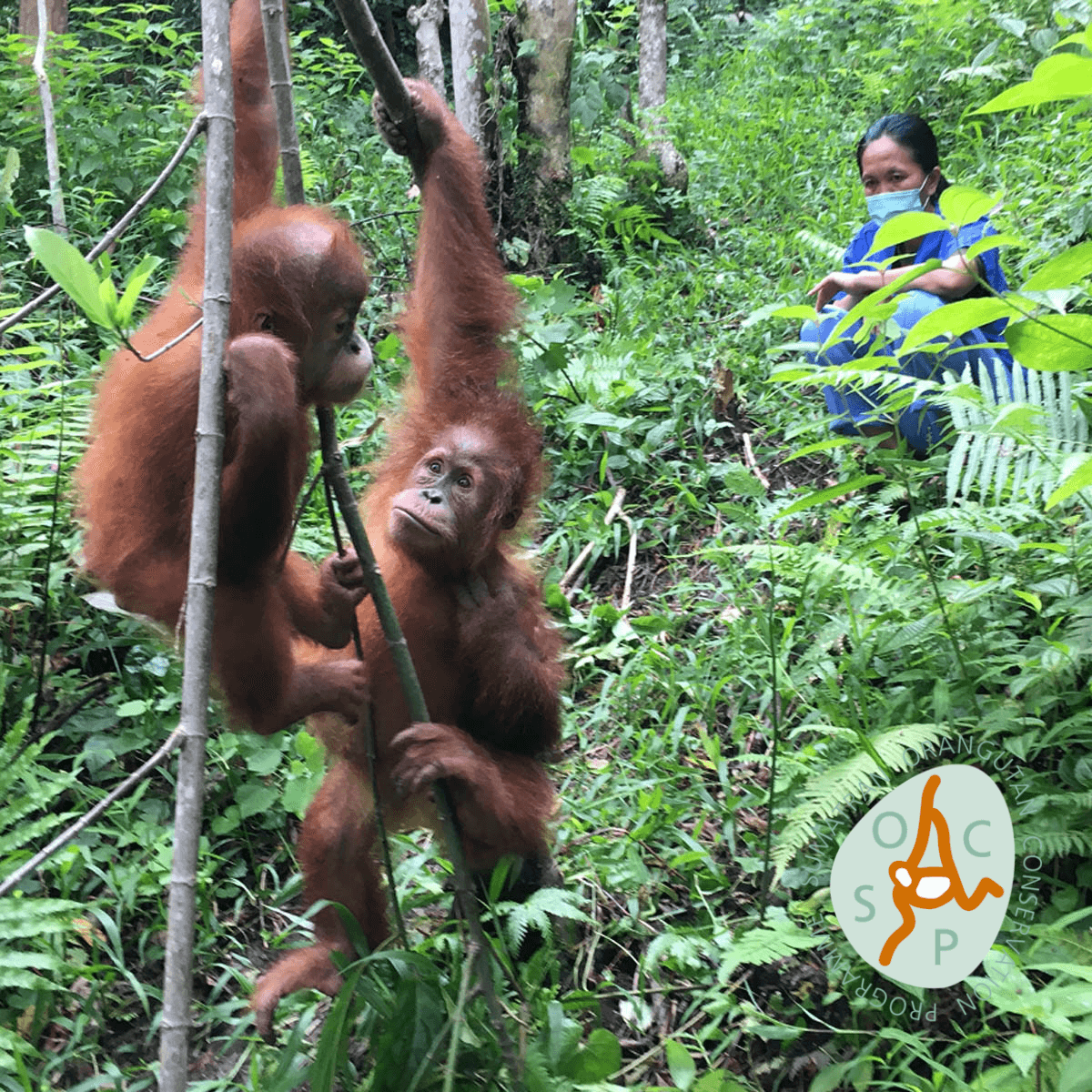 SUMATRA Espresso Lungo Capsules Orangutan Project Coffee 