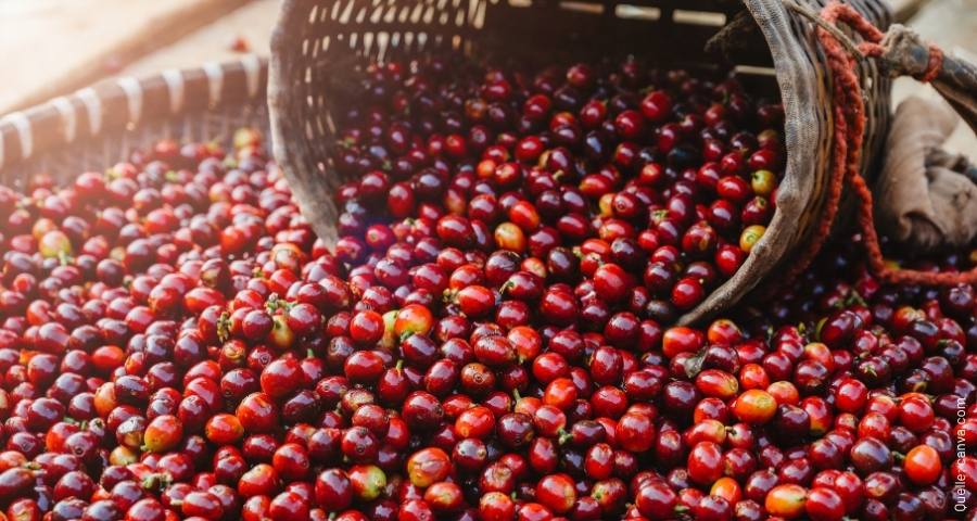 vorschaubild-kaffeepreis-900x400px