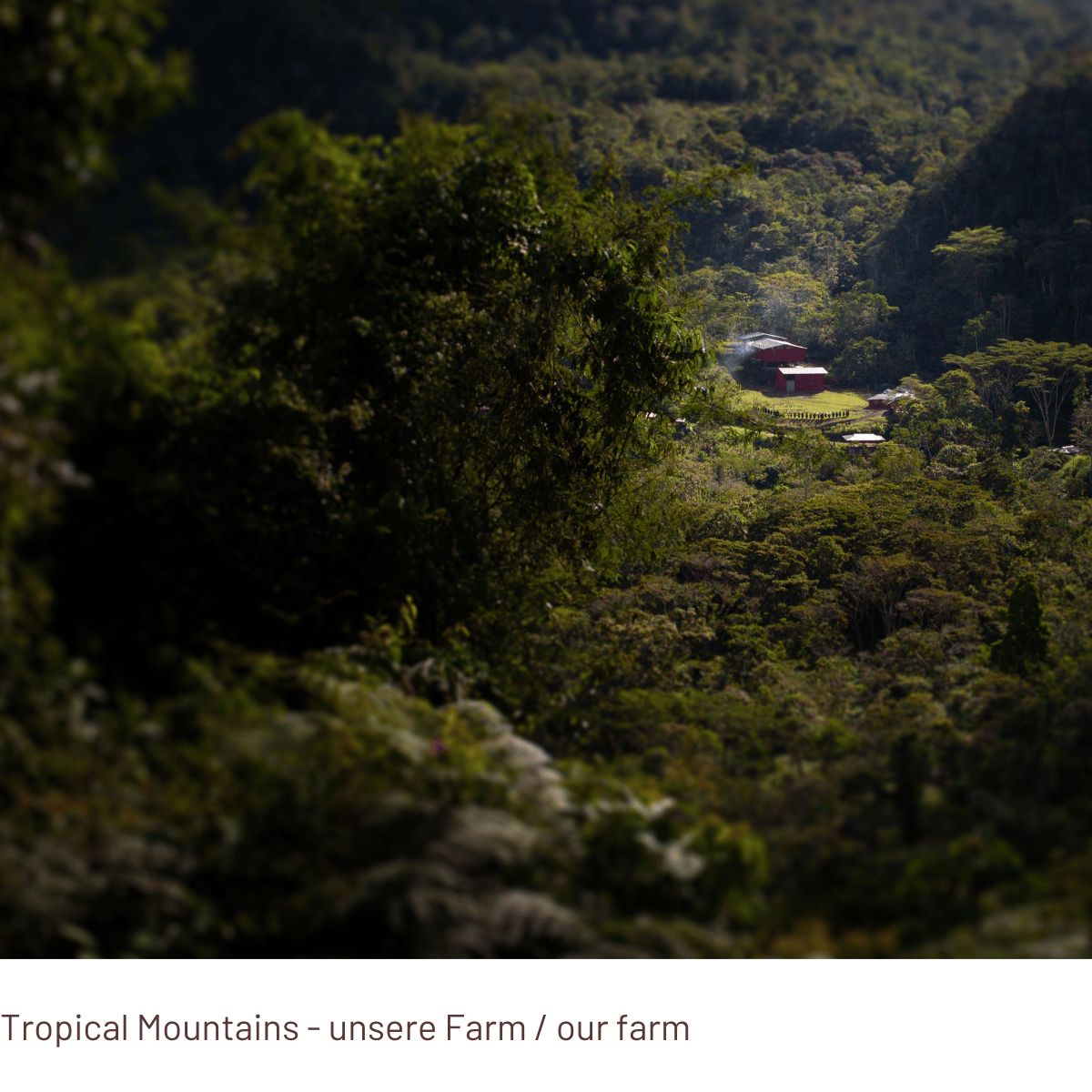 PARADISO Medium Roast - Coffee Beans