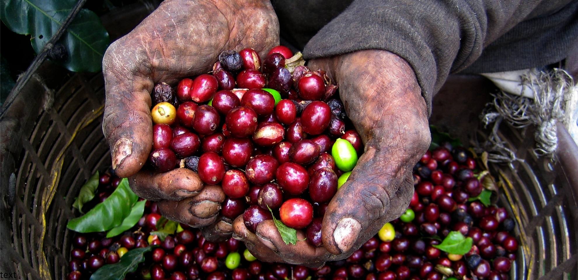 Startseiten-Slider-TM-kaffeekirschen-1980x960 px