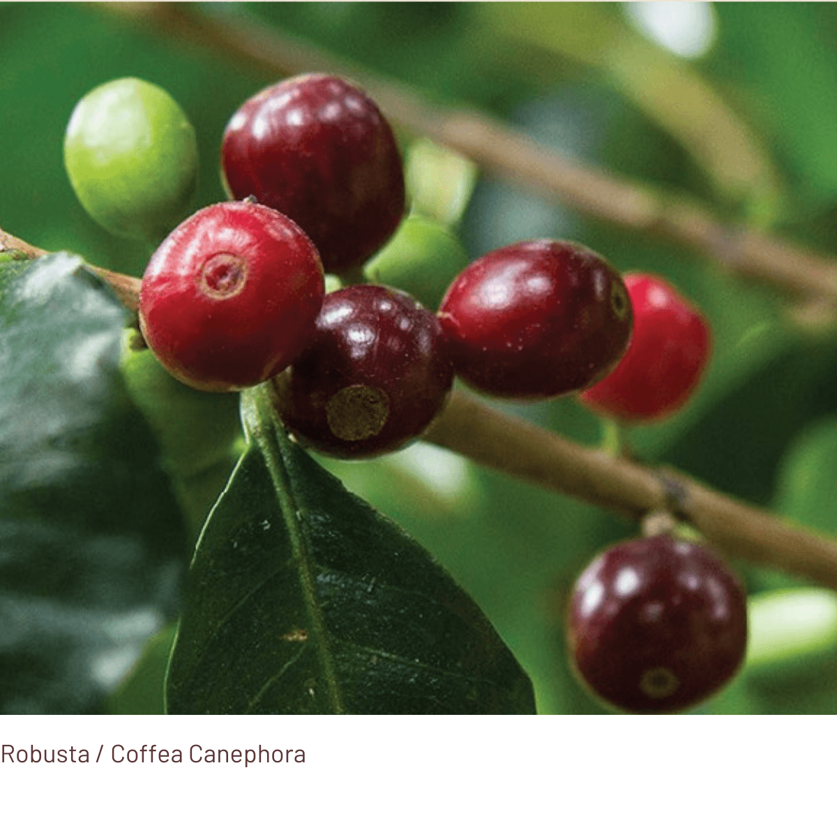 ROBUSTO Ultra Strong - Coffee Beans