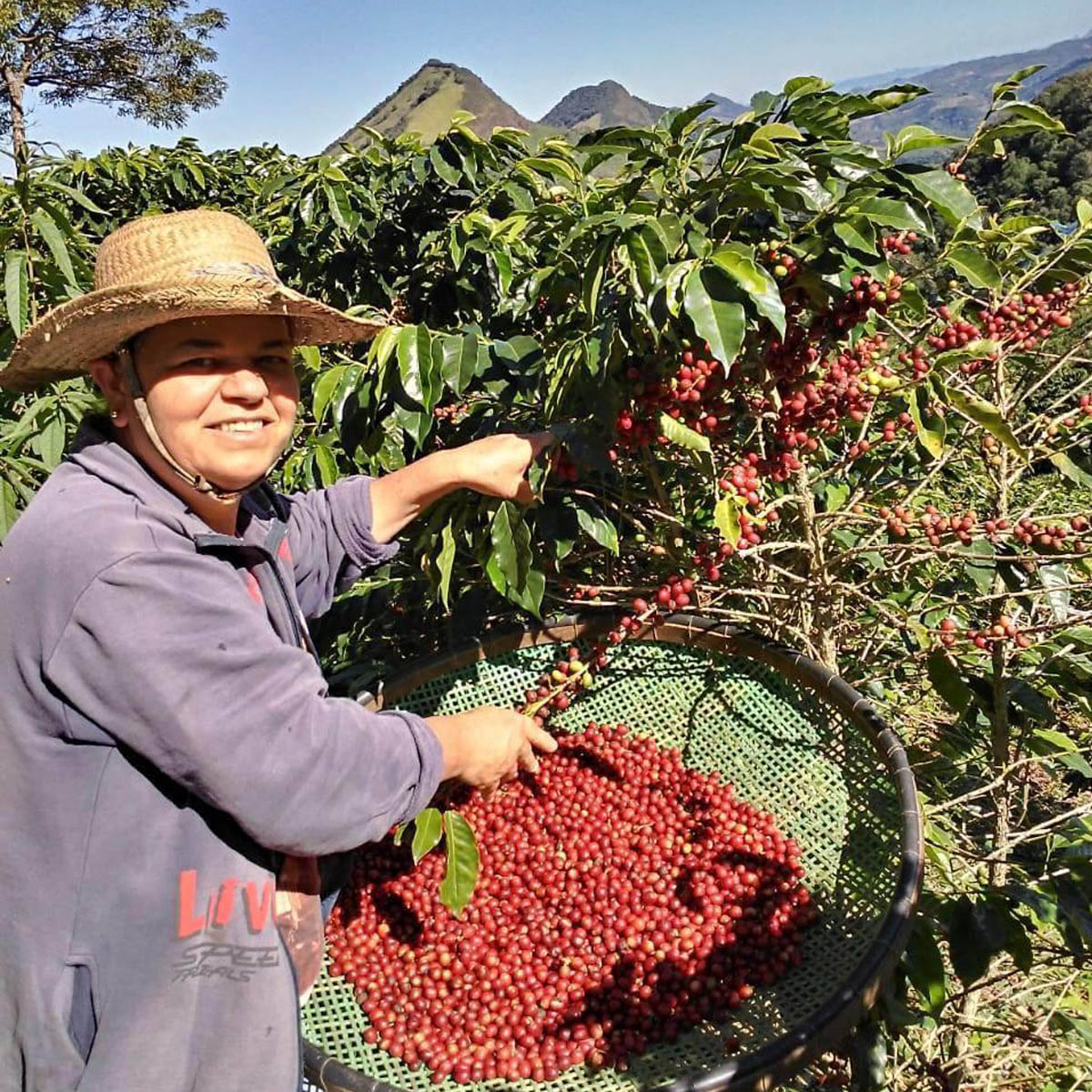 BRASILEÑA Café en grains Bio Fair Trade