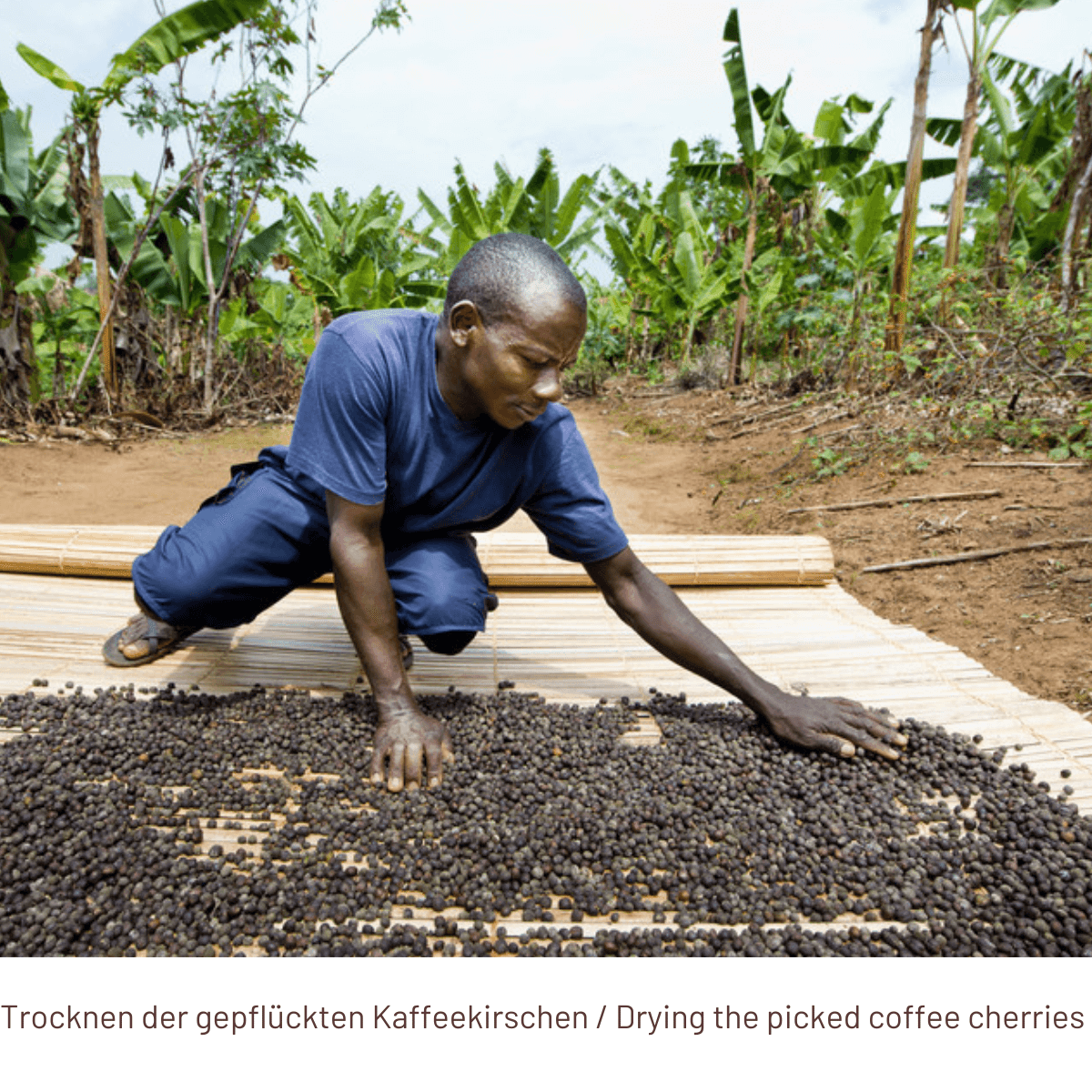 ROBUSTO Espresso Lungo - Coffee Capsules