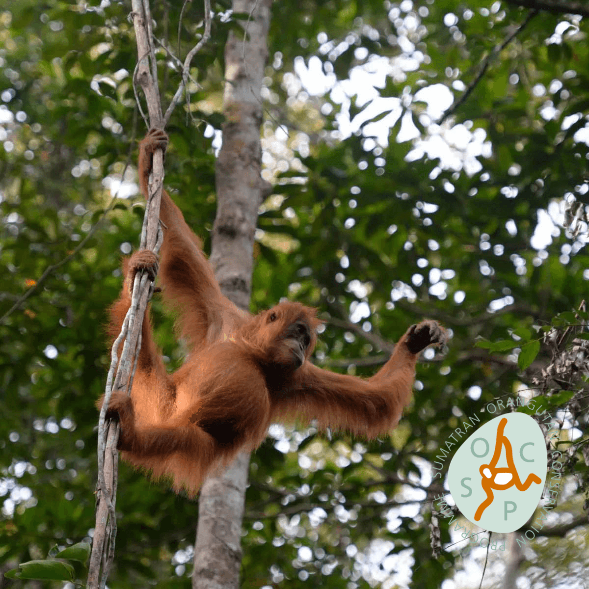 SUMATRA Espresso Lungo Capsules Orangutan Project Coffee 