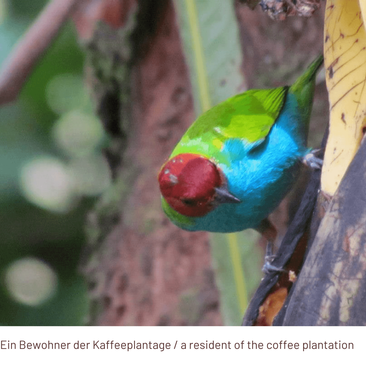 PASSIONATO Lungo - Coffee Capsules